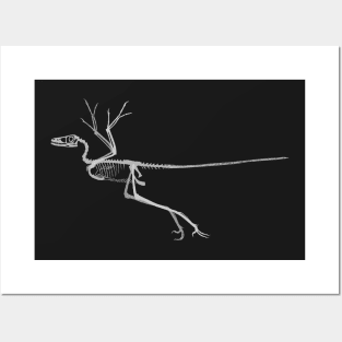 Microraptor gui Skeletal Posters and Art